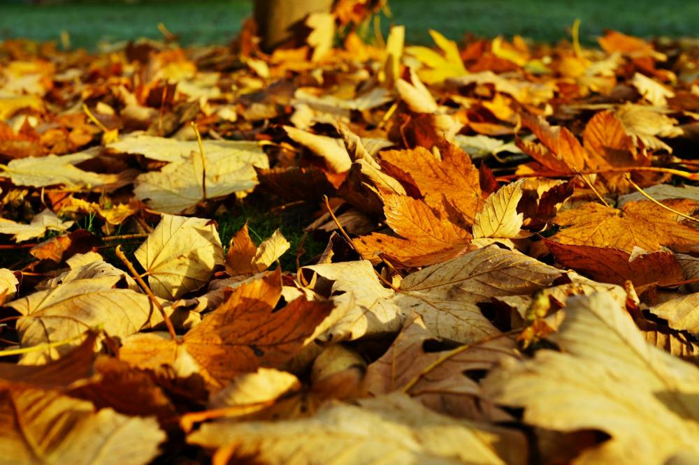 Finding Beauty in Autumn: Life Lessons from&nbsp;Nature